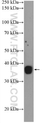 FFAR2 Antibody in Western Blot (WB)
