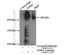 ITPR1 Antibody in Immunoprecipitation (IP)