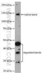 MYBPC3 Antibody in Western Blot (WB)