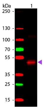 Peroxidase Antibody in Western Blot (WB)