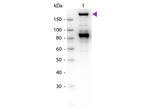 alpha-2-Macroglobulin Antibody in Western Blot (WB)
