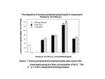 Human IL-16 (129 aa) Protein in Functional Assay (FN)