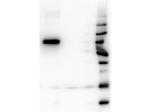 AKT1 Antibody in Western Blot (WB)