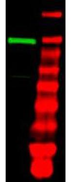 Ubiquitin Activating Enzyme E1 Antibody in Western Blot (WB)