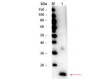 Superoxide Dismutase Antibody in Western Blot (WB)