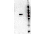 AKT2 Antibody in Western Blot (WB)