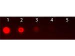 AKT2 Antibody in Dot Blot (DB)