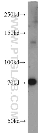 ZC3H4 Antibody in Western Blot (WB)