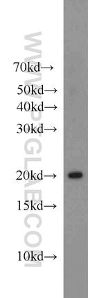 MPC2 Antibody in Western Blot (WB)