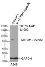 MYSM1 Antibody in Western Blot (WB)