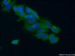 GAB3 Antibody in Immunocytochemistry (ICC/IF)