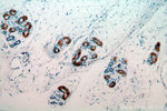 C14orf94 Antibody in Immunohistochemistry (Paraffin) (IHC (P))