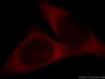 SHP2 Antibody in Immunocytochemistry (ICC/IF)