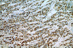 SHP2 Antibody in Immunohistochemistry (Paraffin) (IHC (P))