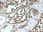 SHP2 Antibody in Immunohistochemistry (Paraffin) (IHC (P))