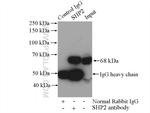 SHP2 Antibody in Immunoprecipitation (IP)