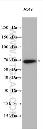 SHP2 Antibody in Western Blot (WB)