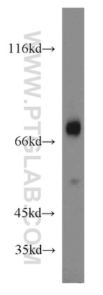 SHP2 Antibody in Western Blot (WB)