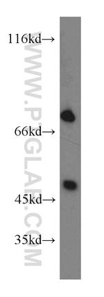 SHP2 Antibody in Western Blot (WB)