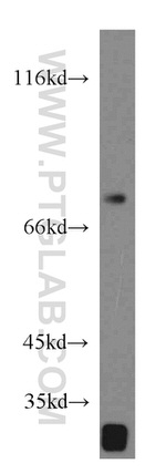 SHP2 Antibody in Western Blot (WB)