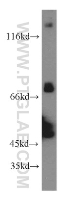 SHP2 Antibody in Western Blot (WB)