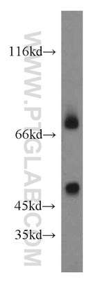 SHP2 Antibody in Western Blot (WB)