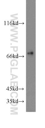 SHP2 Antibody in Western Blot (WB)