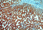 ERp19 Antibody in Immunohistochemistry (Paraffin) (IHC (P))