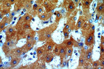 ERp19 Antibody in Immunohistochemistry (Paraffin) (IHC (P))