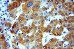 ERp19 Antibody in Immunohistochemistry (Paraffin) (IHC (P))