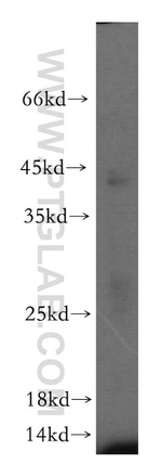 ERp19 Antibody in Western Blot (WB)