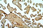 ERp19 Antibody in Immunohistochemistry (Paraffin) (IHC (P))