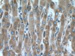 ERp19 Antibody in Immunohistochemistry (Paraffin) (IHC (P))