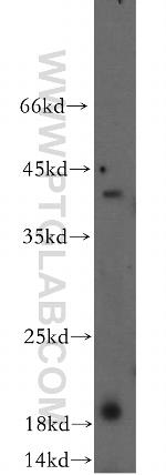 ERp19 Antibody in Western Blot (WB)