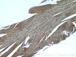 MAPK12 Antibody in Immunohistochemistry (Paraffin) (IHC (P))