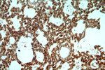 SERINC3 Antibody in Immunohistochemistry (Paraffin) (IHC (P))