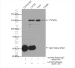 LATS2 Antibody in Immunoprecipitation (IP)