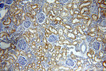 PIGM Antibody in Immunohistochemistry (Paraffin) (IHC (P))