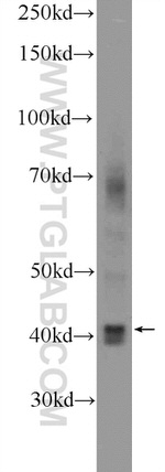 RAE1 Antibody in Western Blot (WB)