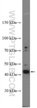 RAE1 Antibody in Western Blot (WB)