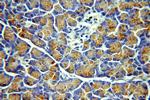 CEPT1 Antibody in Immunohistochemistry (Paraffin) (IHC (P))