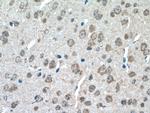 SLC11A2 Antibody in Immunohistochemistry (Paraffin) (IHC (P))