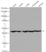 beta Actin Antibody in Western Blot (WB)