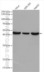 beta Actin Antibody in Western Blot (WB)