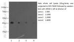 beta Actin Antibody in Western Blot (WB)