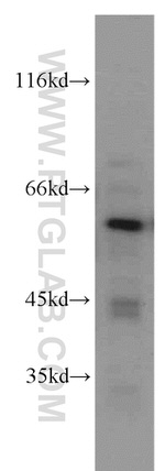 PAX7 Antibody in Western Blot (WB)