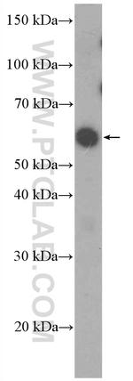 PAX7 Antibody in Western Blot (WB)