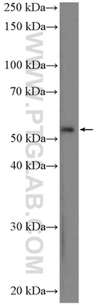 PAX7 Antibody in Western Blot (WB)