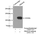 PI3K p110(beta) Antibody in Immunoprecipitation (IP)