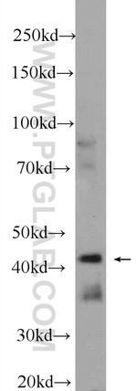 IIP45 Antibody in Western Blot (WB)